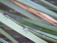 Argia cuprea