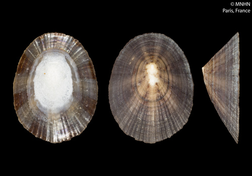 Rayed Wheel Limpet