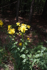 Verbesina helianthoides