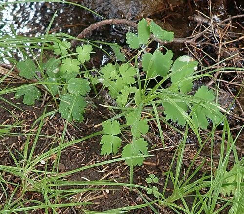 Western Columbine seedling