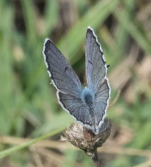Pseudophilotes vicrama