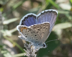 Pseudophilotes vicrama