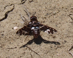 Exoprosopa caliptera