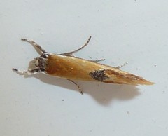 Batia lunaris