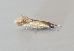 Batia lunaris