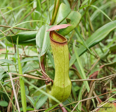 Nepenthes khasiana