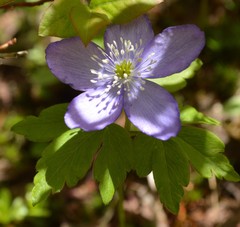 Anemonoides