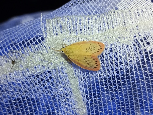 Rosy footman