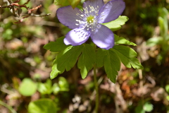 Anemonoides