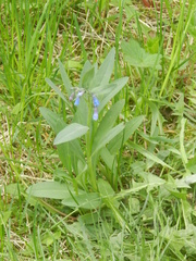 Mertensia oblongifolia