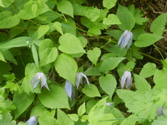 Clematis occidentalis grosseserrata