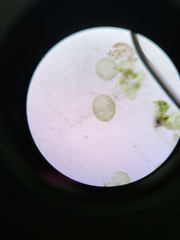 Volvocales