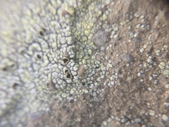 Acarospora schleicheri