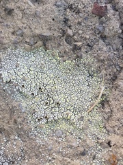 Acarospora schleicheri