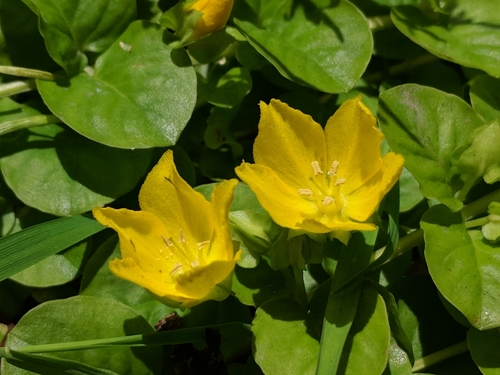 Šliaužiančioji šilingė nuotrauka