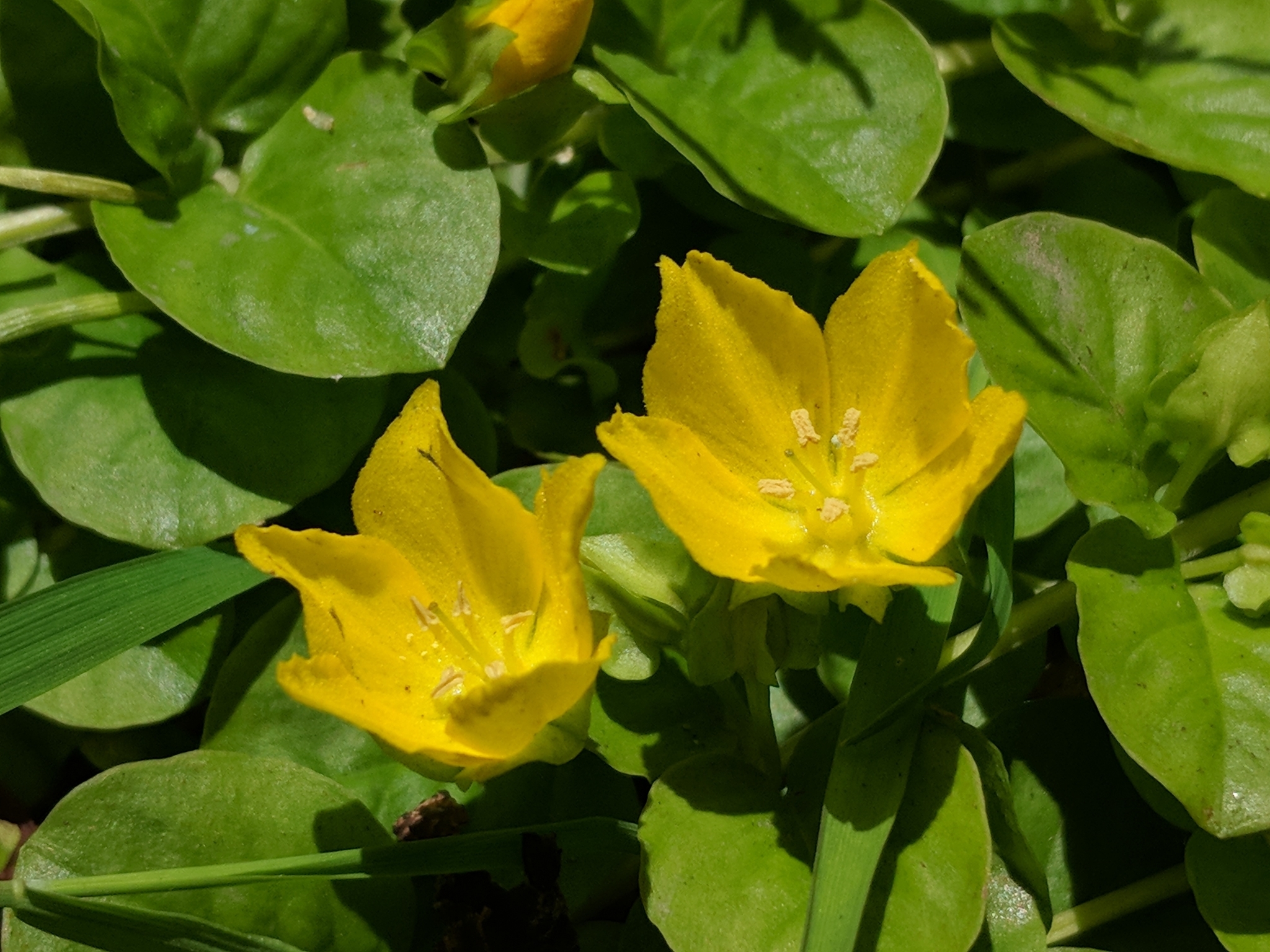 creeping Jenny (Lysimachia nummularia) · iNaturalist