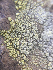 Acarospora schleicheri