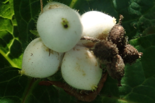 Triosteum pinnatifidum iNat (2)