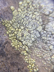 Acarospora schleicheri