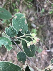 Cotoneaster tomentosus