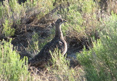 Centrocercus urophasianus