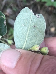Cotoneaster tomentosus