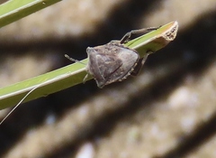 Prionosoma podopioides