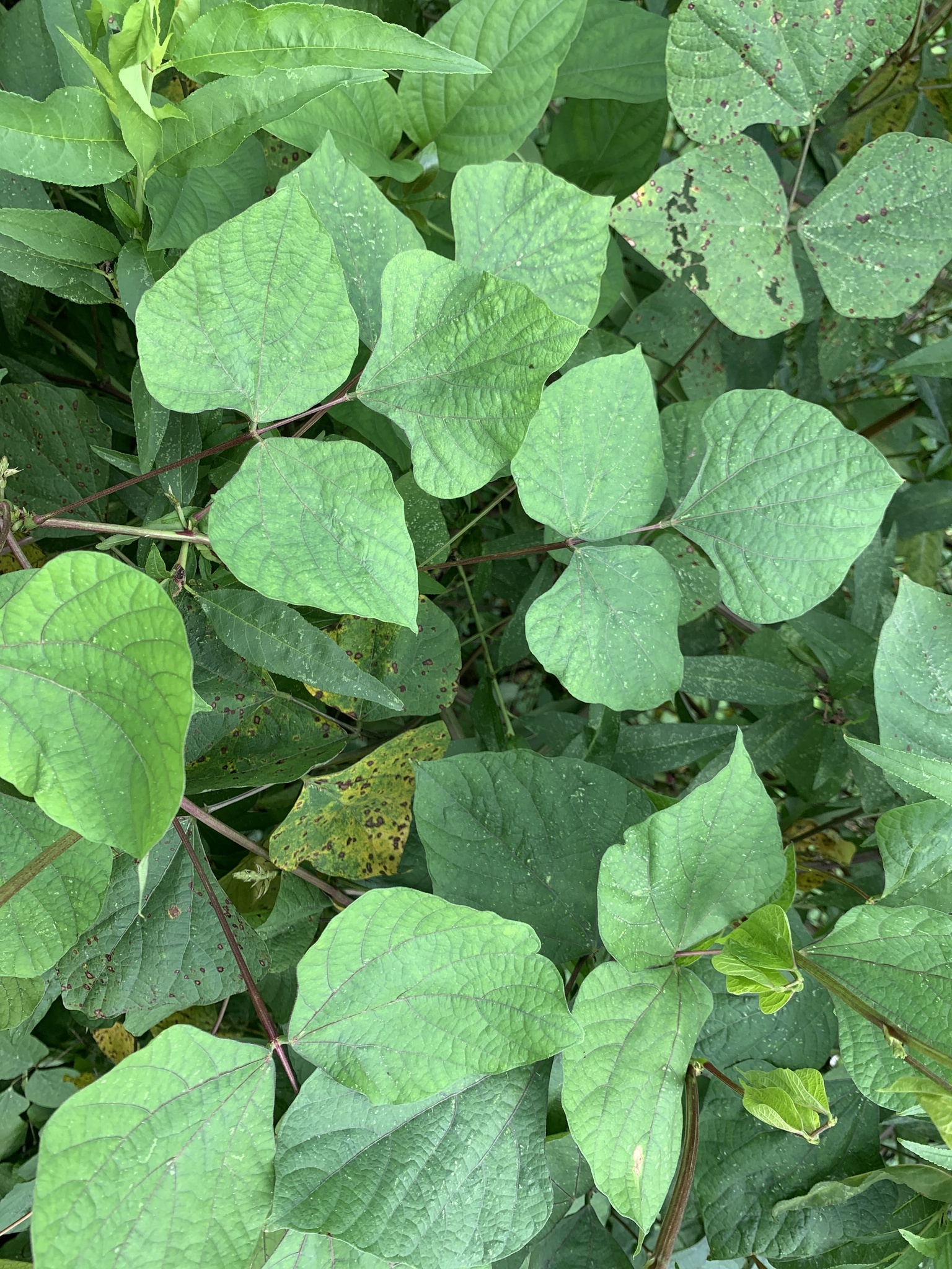 Lablab purpureus — ảnh 2