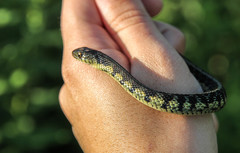 Thamnophis sirtalis semifasciatus
