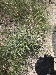 Stephanomeria paniculata