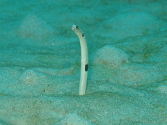 Heteroconger hassi