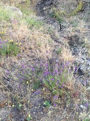 Penstemon heterophyllus australis