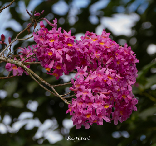 Handroanthus heptaphyllus