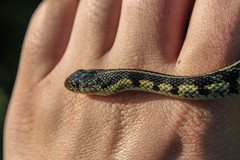 Thamnophis sirtalis semifasciatus