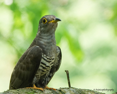 Cuculus micropterus
