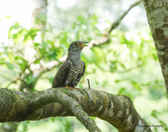Cuculus micropterus