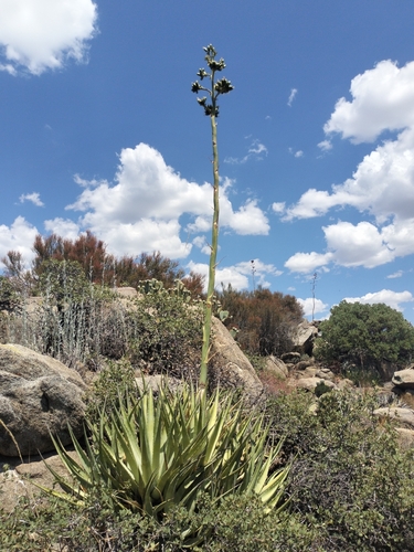 Agave pringlei Engelm. ex Baker 2