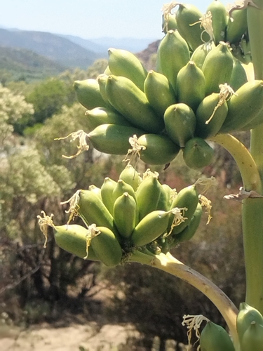 Agave pringlei