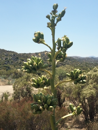 Agave pringlei