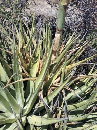 Agave pringlei