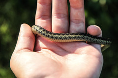 Thamnophis sirtalis semifasciatus