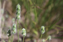 Plantago patagonica