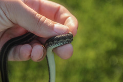 Thamnophis sirtalis semifasciatus