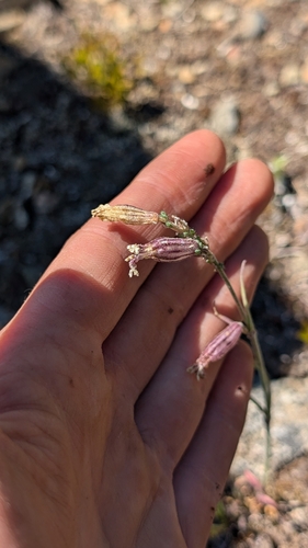 Image of Douglas' Catchfly (Silene douglasii) by (c) Katherine Baird, some rights reserved (CC BY)