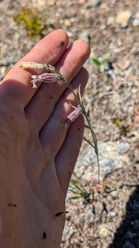 Image of Douglas' Catchfly (Silene douglasii) by (c) Katherine Baird, some rights reserved (CC BY)