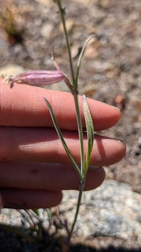 Image of Douglas' Catchfly (Silene douglasii) by (c) Katherine Baird, some rights reserved (CC BY)