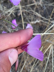 Clarkia cylindrica