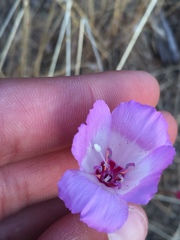 Clarkia cylindrica