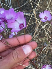 Clarkia cylindrica
