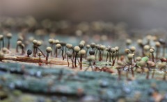 Cribraria intricata
